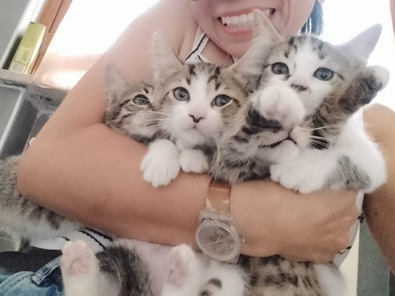 4 adorabili micini aspettano una famiglia