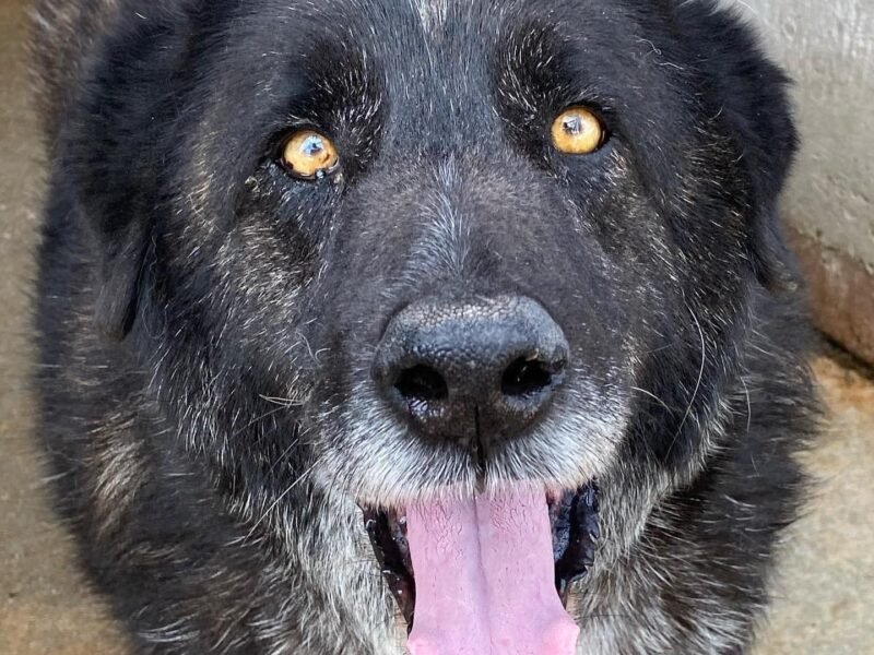 BARTO dolce cagnolone 8 anni cerca casa - adozione cane canile Latina