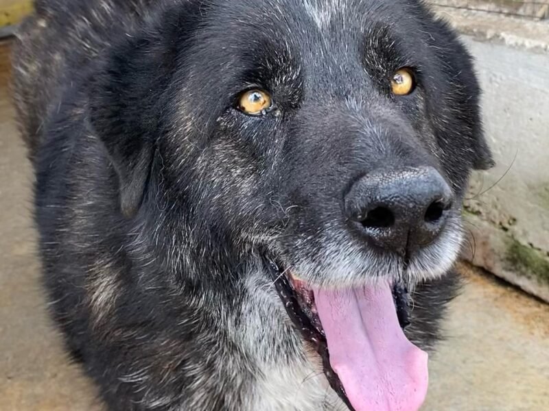 BARTO dolce cagnolone 8 anni cerca casa - adozione cane canile Latina