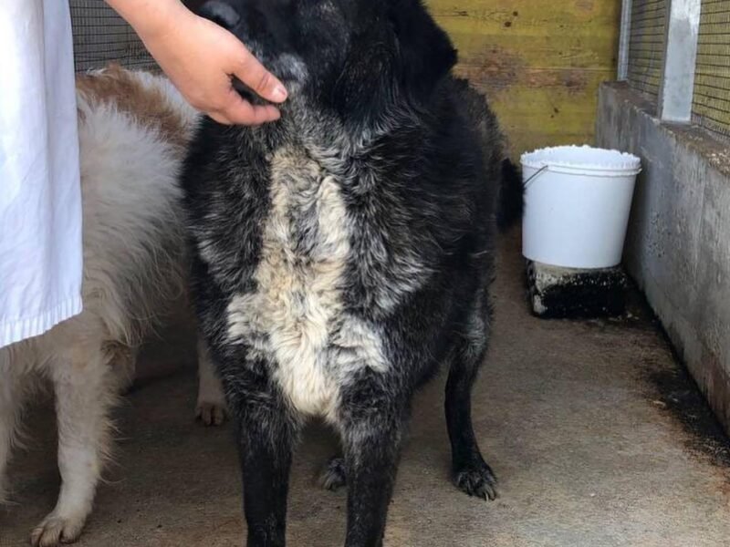 BARTO dolce cagnolone 8 anni cerca casa - adozione cane canile Latina