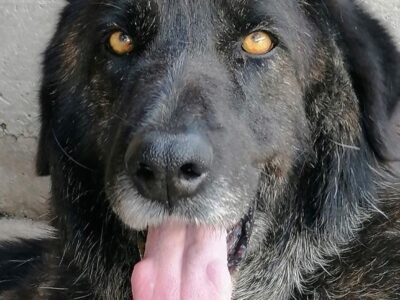 BARTO dolce cagnolone 8 anni cerca casa - adozione cane canile Latina