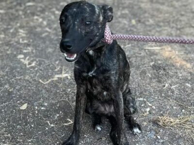 Nanetta e Fochetta dolci cucciole 10 mesi 10 kg cercano casa