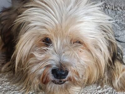 CHICCO simil yorkshire 7 anni cerca casa