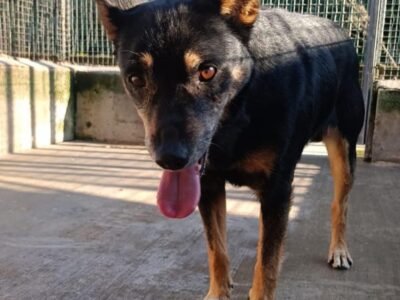 FIGARO dolce cagnolino 7 anni cerca casa