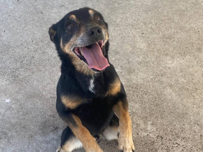 FIGARO dolce cagnolino 7 anni cerca casa