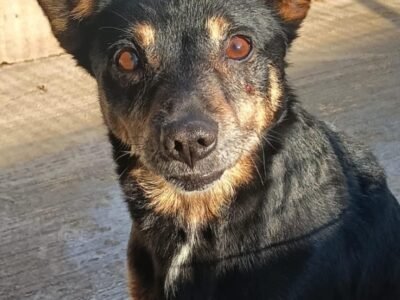 FIGARO dolce cagnolino 7 anni cerca casa