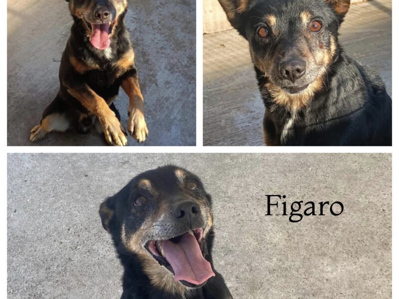 FIGARO dolce cagnolino 7 anni cerca casa