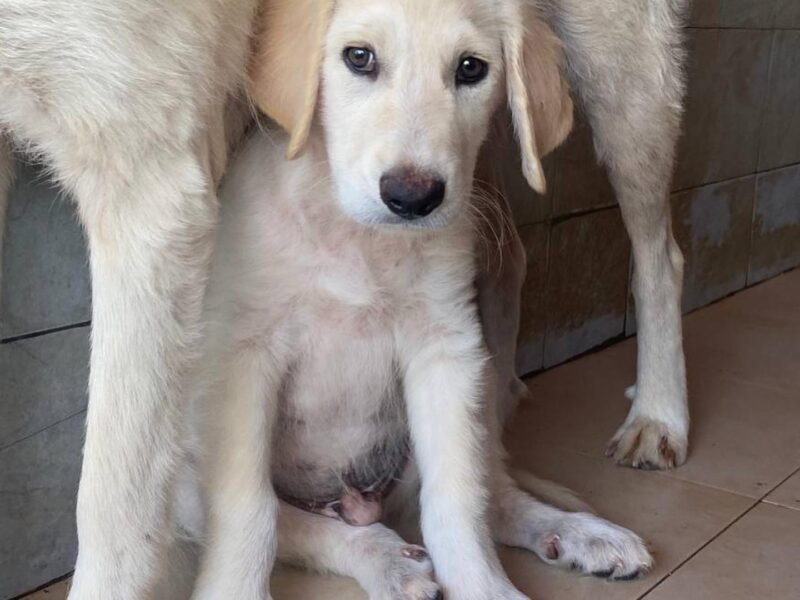 Mammolo dolce cucciolo 3 mesi cerca casa