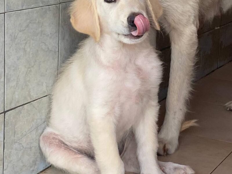 Mammolo dolce cucciolo 3 mesi cerca casa