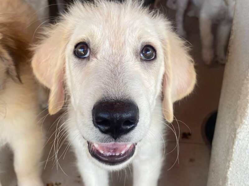 Mammolo dolce cucciolo 3 mesi cerca casa