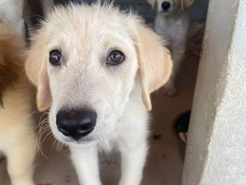 Mammolo dolce cucciolo 3 mesi cerca casa