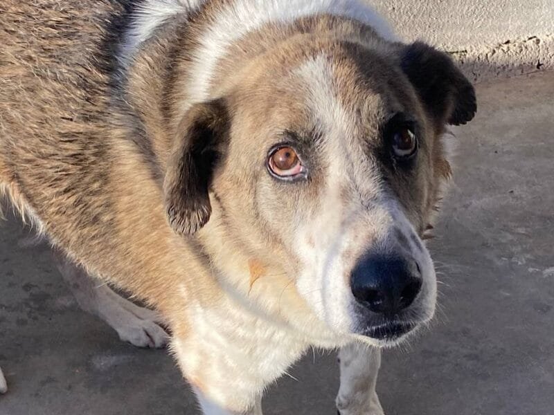 FLORA tenera cagnolina 9 anni e mezzo cerca casa