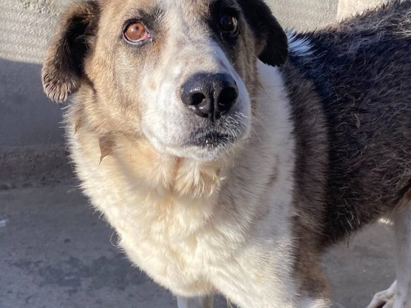 FLORA tenera cagnolina 9 anni e mezzo cerca casa