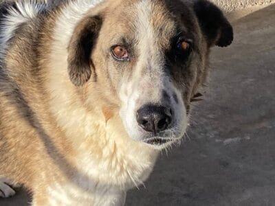 FLORA tenera cagnolina 9 anni e mezzo cerca casa