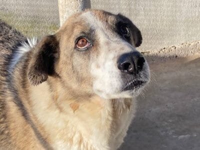 FLORA tenera cagnolina 9 anni e mezzo cerca casa