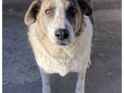 FLORA tenera cagnolina 9 anni e mezzo cerca casa