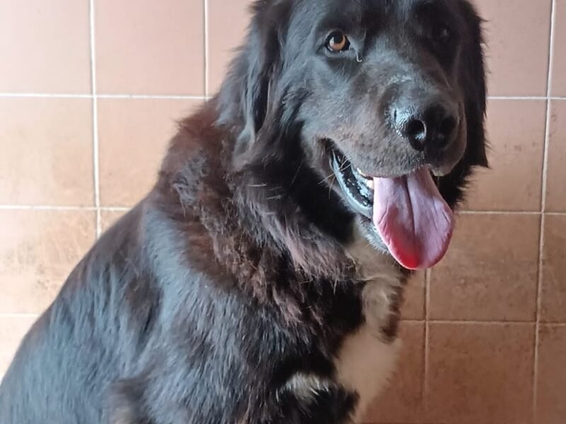 FURIA meraviglioso cagnolone 3 anni cerca casa