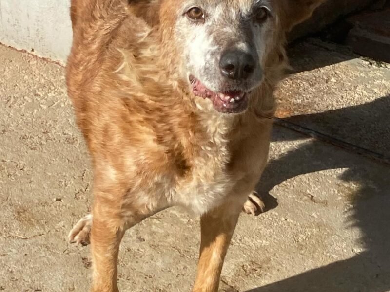 NONNINO 10 anni da sempre in canile cerca casa