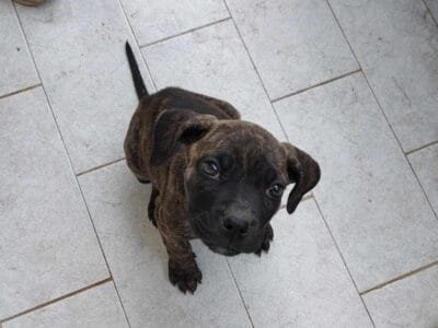 Cucciole mix Cane Corso in adozione: Nala e Zoe cercano casa