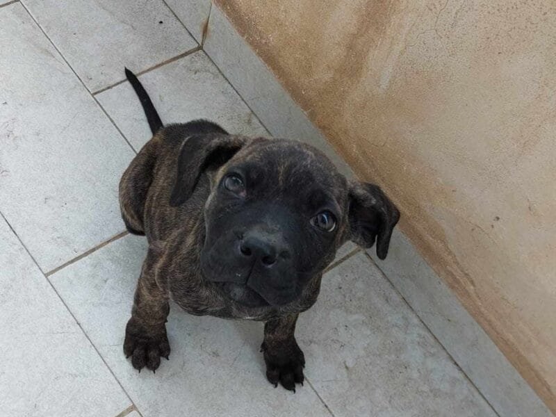 Cucciole mix Cane Corso in adozione: Nala e Zoe cercano casa