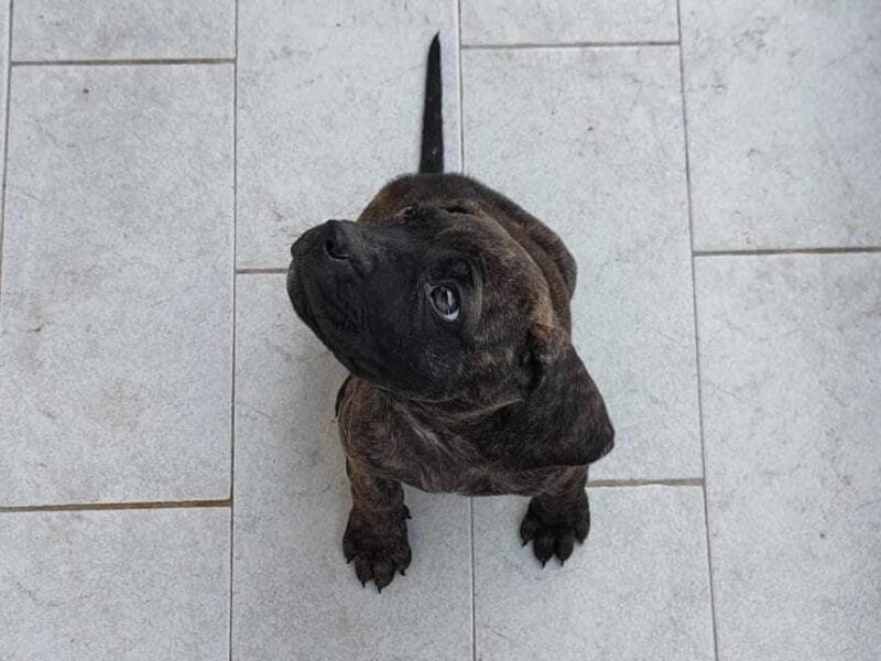 Cucciole mix Cane Corso in adozione: Nala e Zoe cercano casa