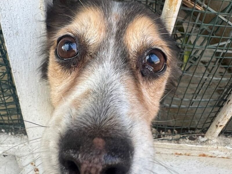 DIAMANTINA dolce cagnolina 11 anni cerca casa