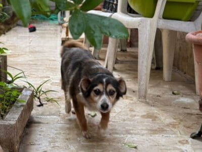 DIAMANTINA dolce cagnolina 11 anni cerca casa