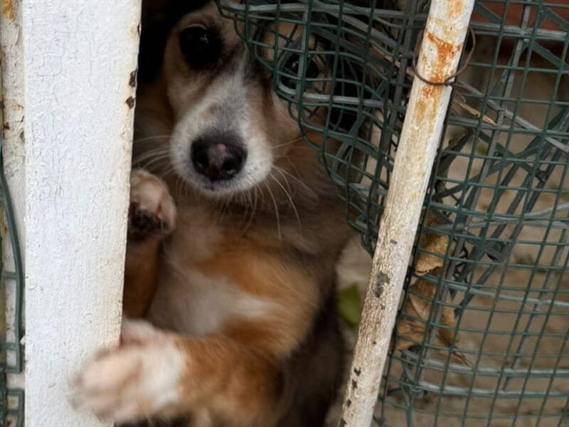 DIAMANTINA dolce cagnolina 11 anni cerca casa