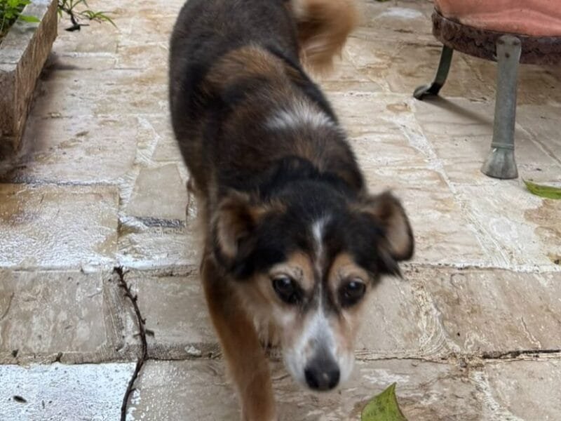 DIAMANTINA dolce cagnolina 11 anni cerca casa