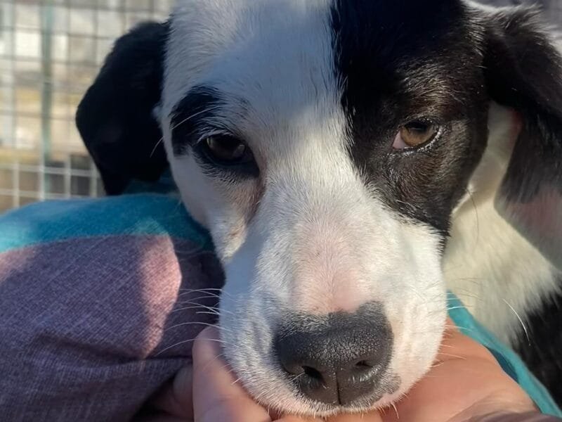 Lulù dolce cucciola 4 mesi cerca casa