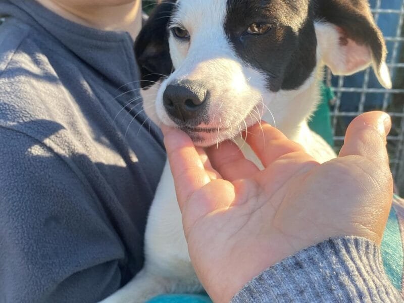 Lulù dolce cucciola 4 mesi cerca casa