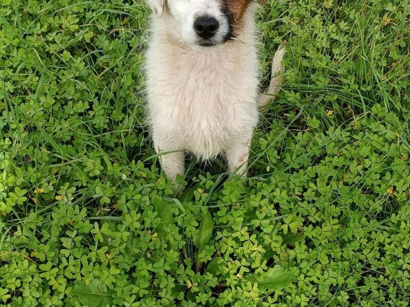 Oliver, cucciolino 3 mesi, taglia piccola aspetta una casa