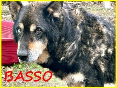 BASSO nonnino 14 anni recuperato da un canile cerca solo un po' di pace