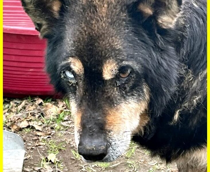 BASSO nonnino 14 anni recuperato da un canile cerca solo un po' di pace