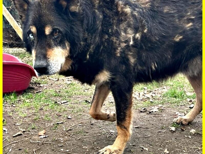 BASSO nonnino 14 anni recuperato da un canile cerca solo un po' di pace