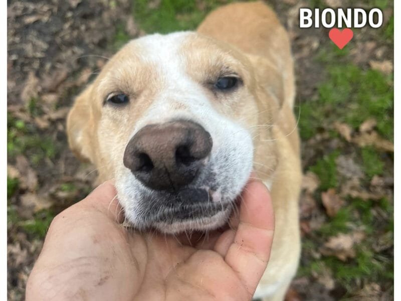 Biondo dolce cagnolino 9 anni cerca casa - da sempre in canile!!