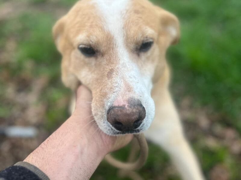 Biondo dolce cagnolino 9 anni cerca casa - da sempre in canile!!