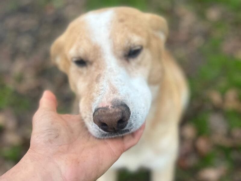 Biondo dolce cagnolino 9 anni cerca casa - da sempre in canile!!