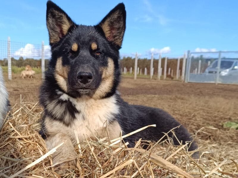 Bruno cucciolone incrocio border collie - pastore tedesco 7 mesi