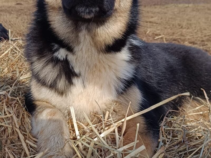 Bruno cucciolone incrocio border collie - pastore tedesco 7 mesi