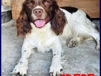 Springer Spaniel in regalo: Crepe cerca casa!