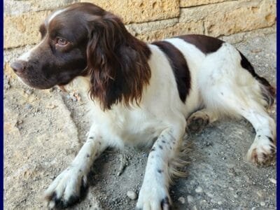 Springer Spaniel in regalo: Crepe cerca casa!