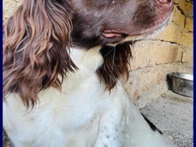 Springer Spaniel in regalo: Crepe cerca casa!