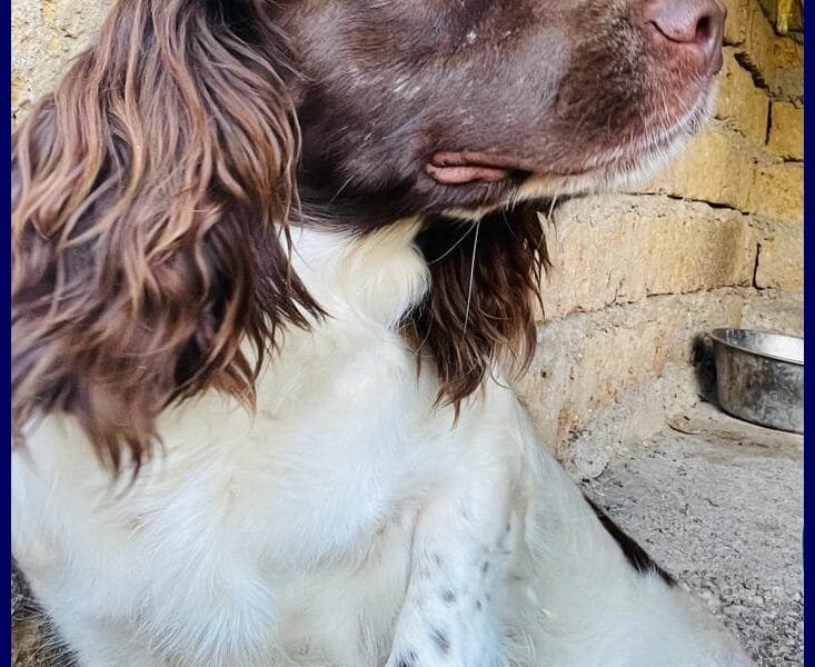 Springer Spaniel in regalo: Crepe cerca casa!