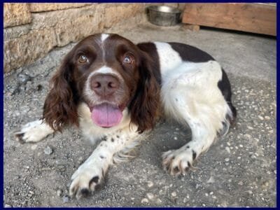 Springer Spaniel in regalo: Crepe cerca casa!