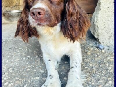 Springer Spaniel in regalo: Crepe cerca casa!