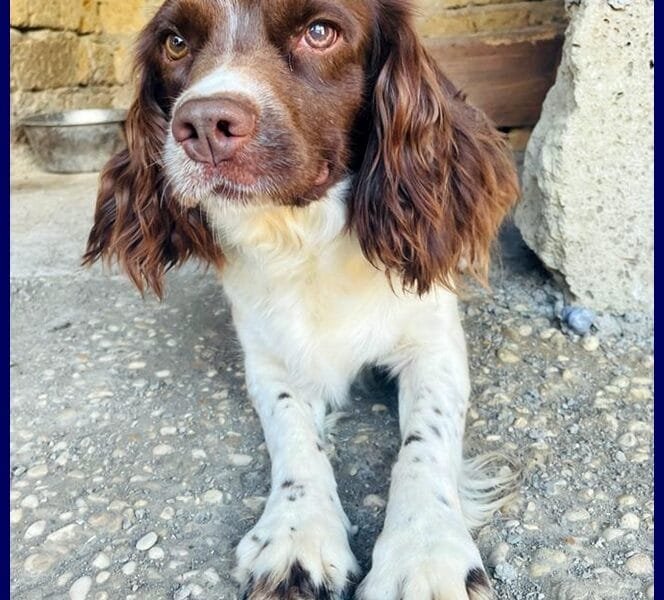 Springer Spaniel in regalo: Crepe cerca casa!