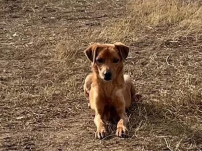 Crostino 2 anni cerca casa - 10 kg di amore!