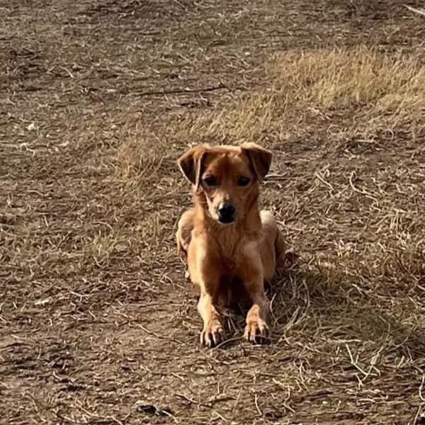 Crostino 2 anni cerca casa - 10 kg di amore!