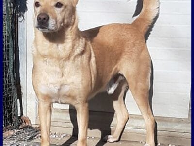 EDDY simil pinsher rinuncia di proprieta